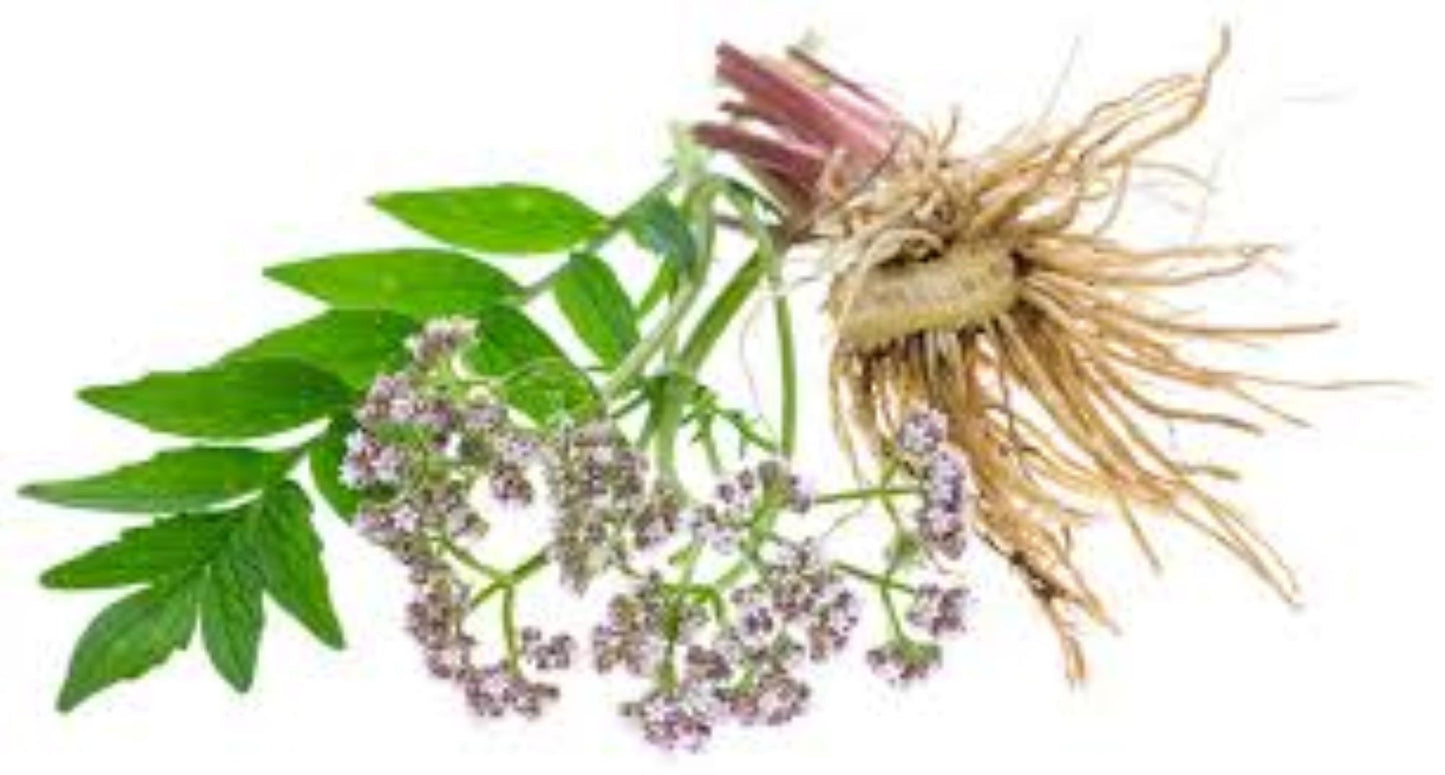 Organic Valerian (Valeriana officinalis)