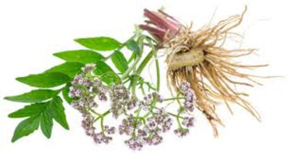 Organic Valerian (Valeriana officinalis)