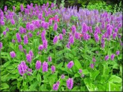 Organic Wood Betony (Stachys officinalis)