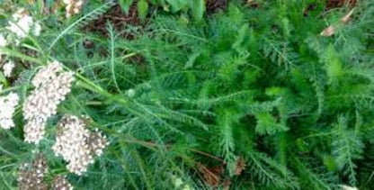 Organic Yarrow (Achillea millefolium)