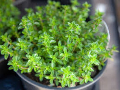 Organic Thyme (Thymus vulgaris)