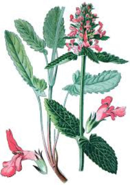 Organic Wood Betony (Stachys officinalis)