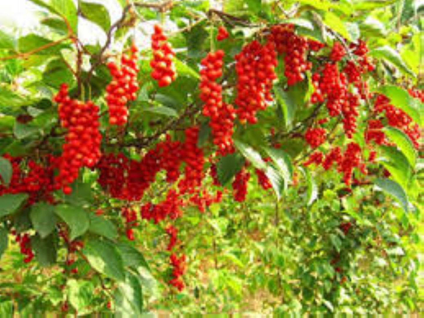 Organic Schisandra (schisandra chinensis)