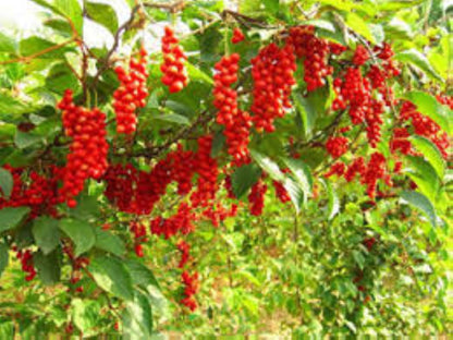 Organic Schisandra (schisandra chinensis)