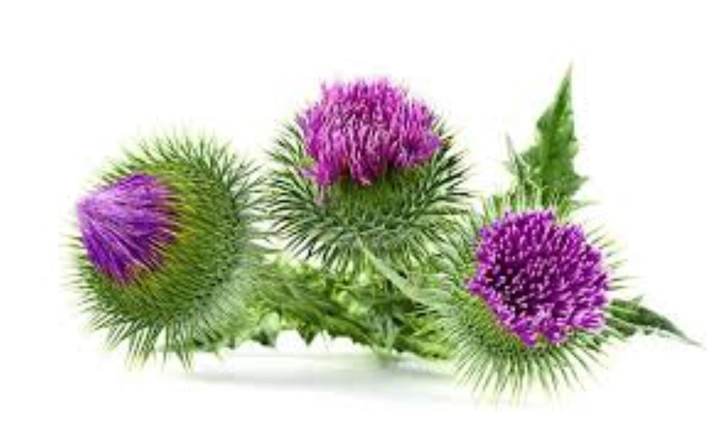 Organic Milk Thistle seed (Silybum marianum)