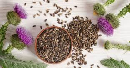 Organic Milk Thistle seed (Silybum marianum)