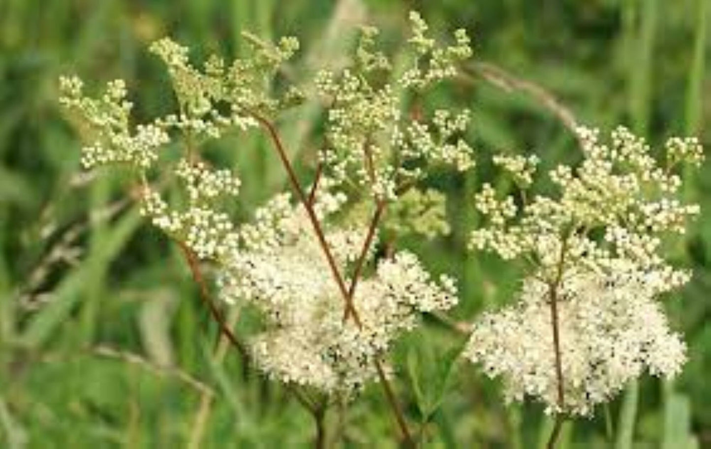 Organic Meadowsweet (filipendula ulmaria)