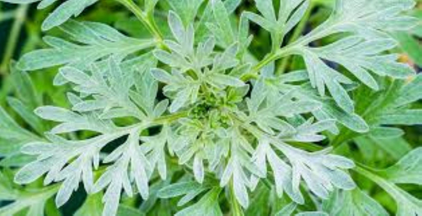 Organic Wormwood (Artemisia absinthium) FINE CUT