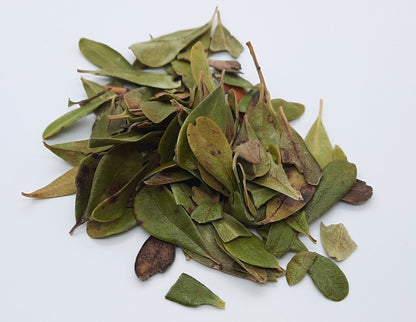 Organic Uva Ursi (arctostaphylos uva-ursi)