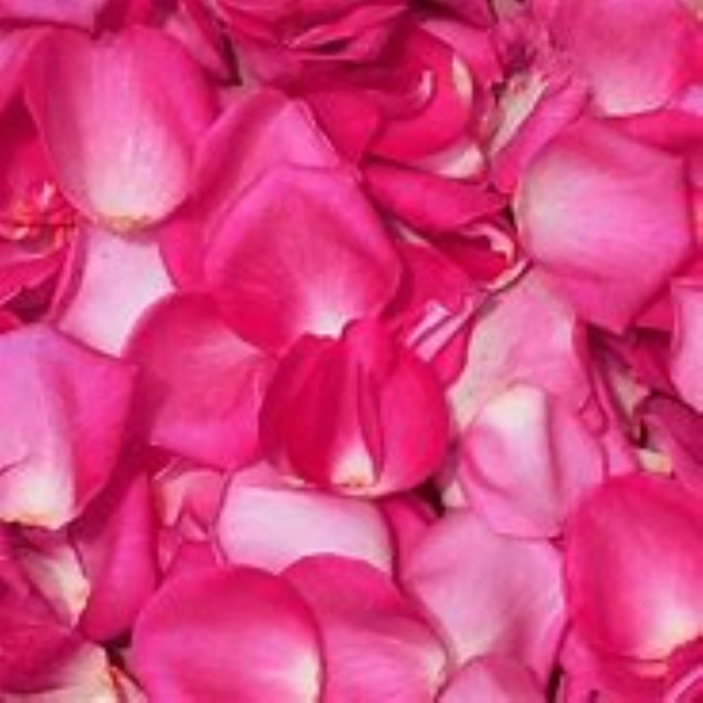 Organic Rose Petals Pink (rosa damascena)