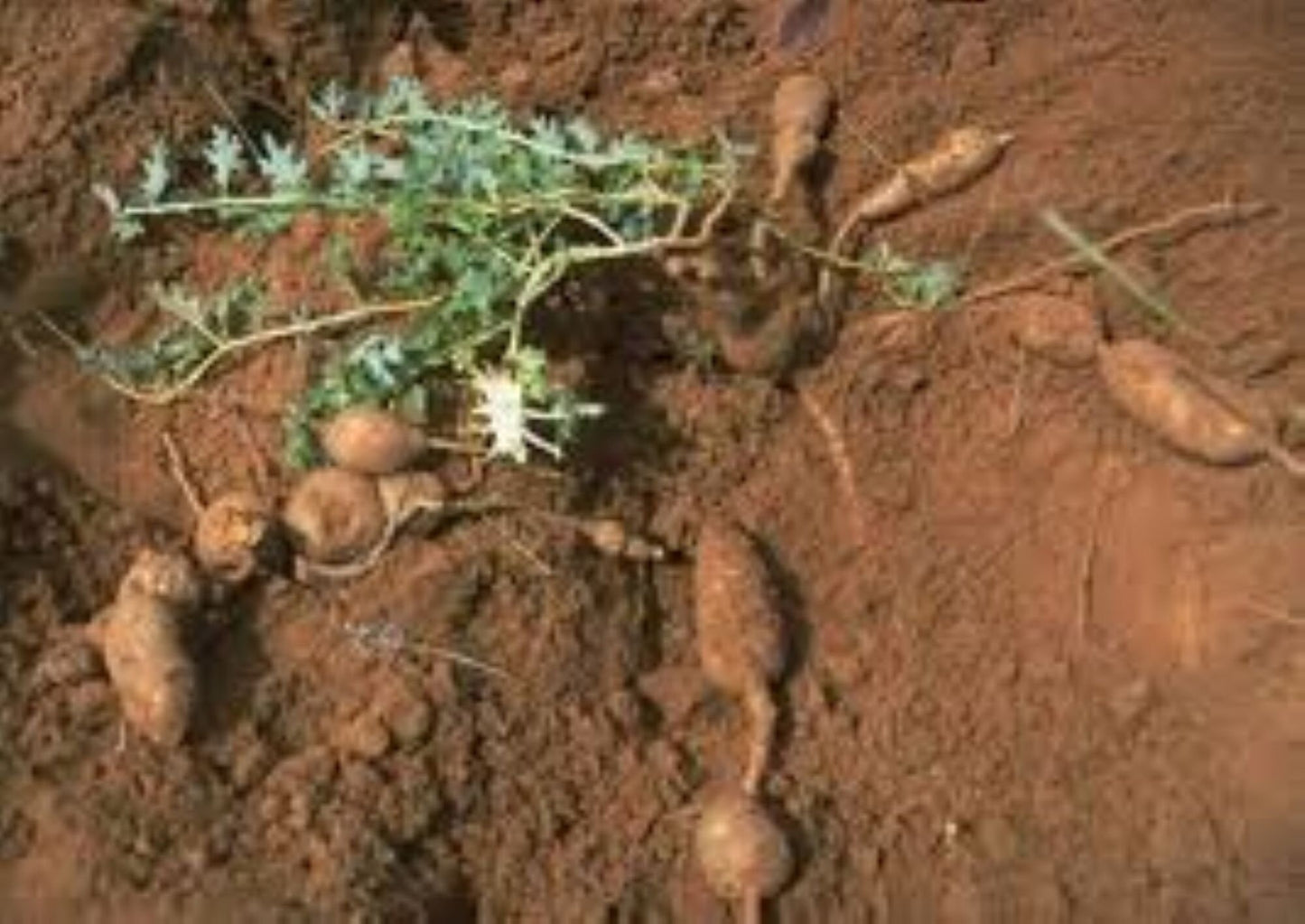 Organic Devils Claw (harpagophytum procumbens)