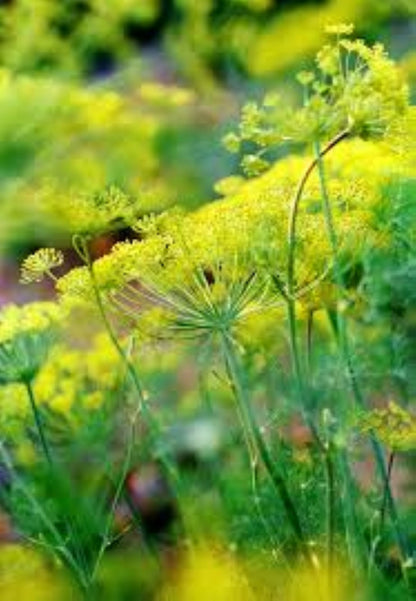 Organic Dill (anethum graveolens)