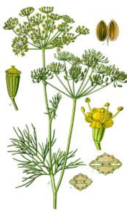 Organic Dill (anethum graveolens)