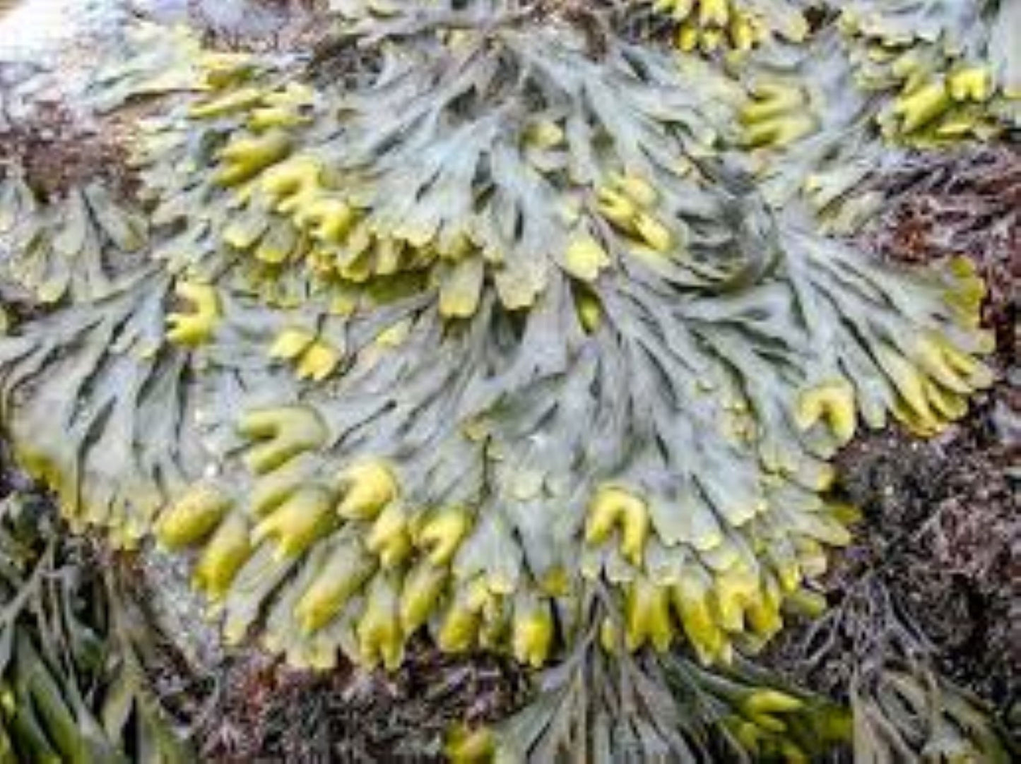 Bladderwrack (fucus vesiculosus, kelp)