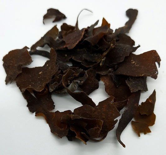 Bladderwrack (fucus vesiculosus, kelp)