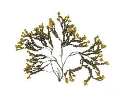 Bladderwrack (fucus vesiculosus, kelp)