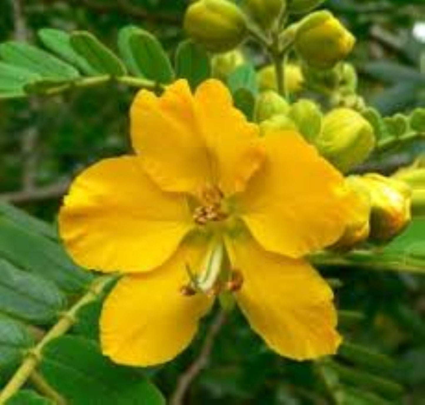 Organic Senna Pods (cassia angustifolia)