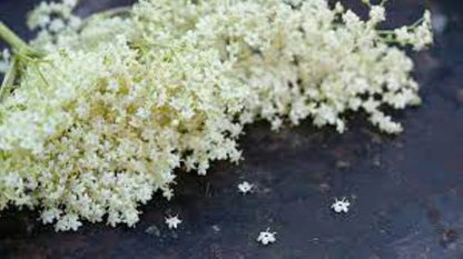 Organic Elderflower (sambucus nigra)