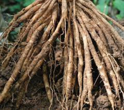 Organic Shatavari Root (asparagus racemosus)