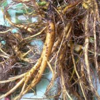 Yellow Dock Root (rumex crispus)