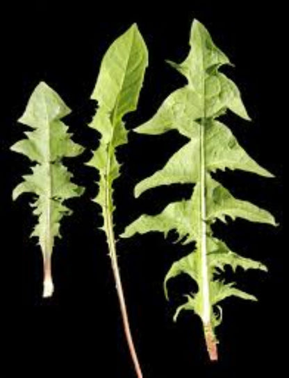 Organic Dandelion Leaf (taraxacum officinale)