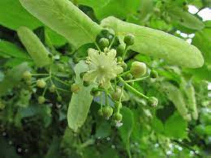 Organic Lime Flowers (linden, tilia spp)