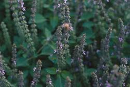 Organic Holy Basil (Tulsi Rama)