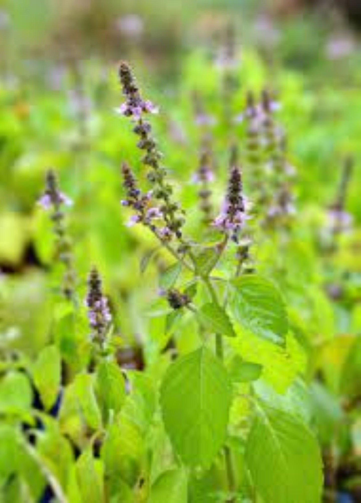 Organic Holy Basil (Tulsi Rama)