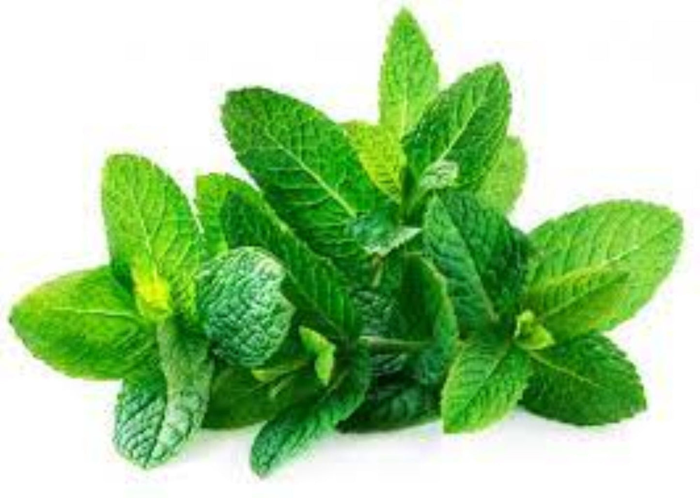 Organic Spearmint (mentha spicata)