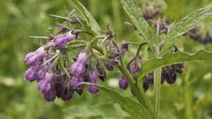 Organic Comfrey Leaf (symphytum spp.)