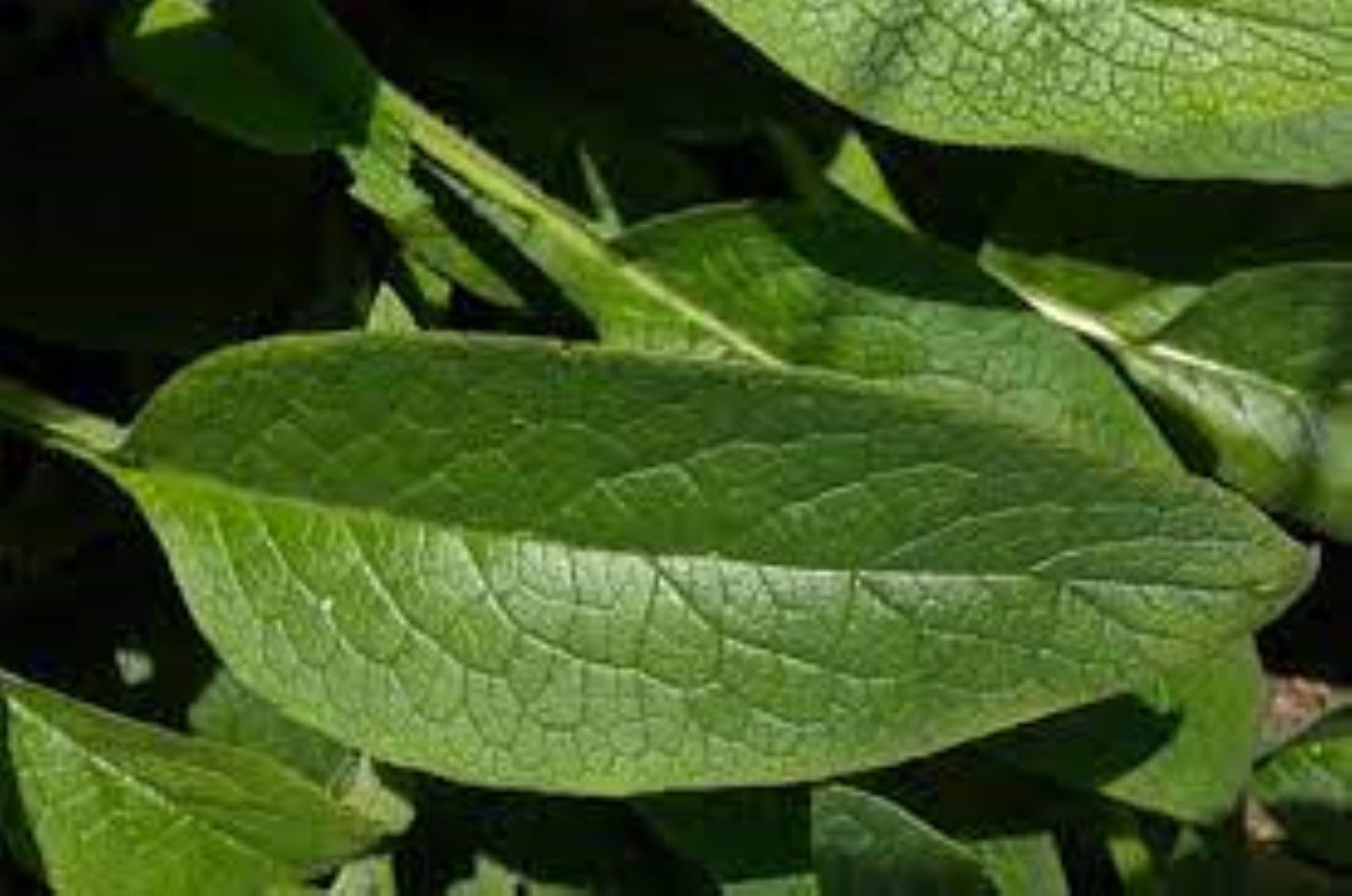 Organic Comfrey Leaf (symphytum spp.)