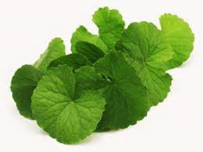 Organic Gotu Kola (centella asiatica