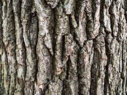 Organic Oak Bark (quercus robur)