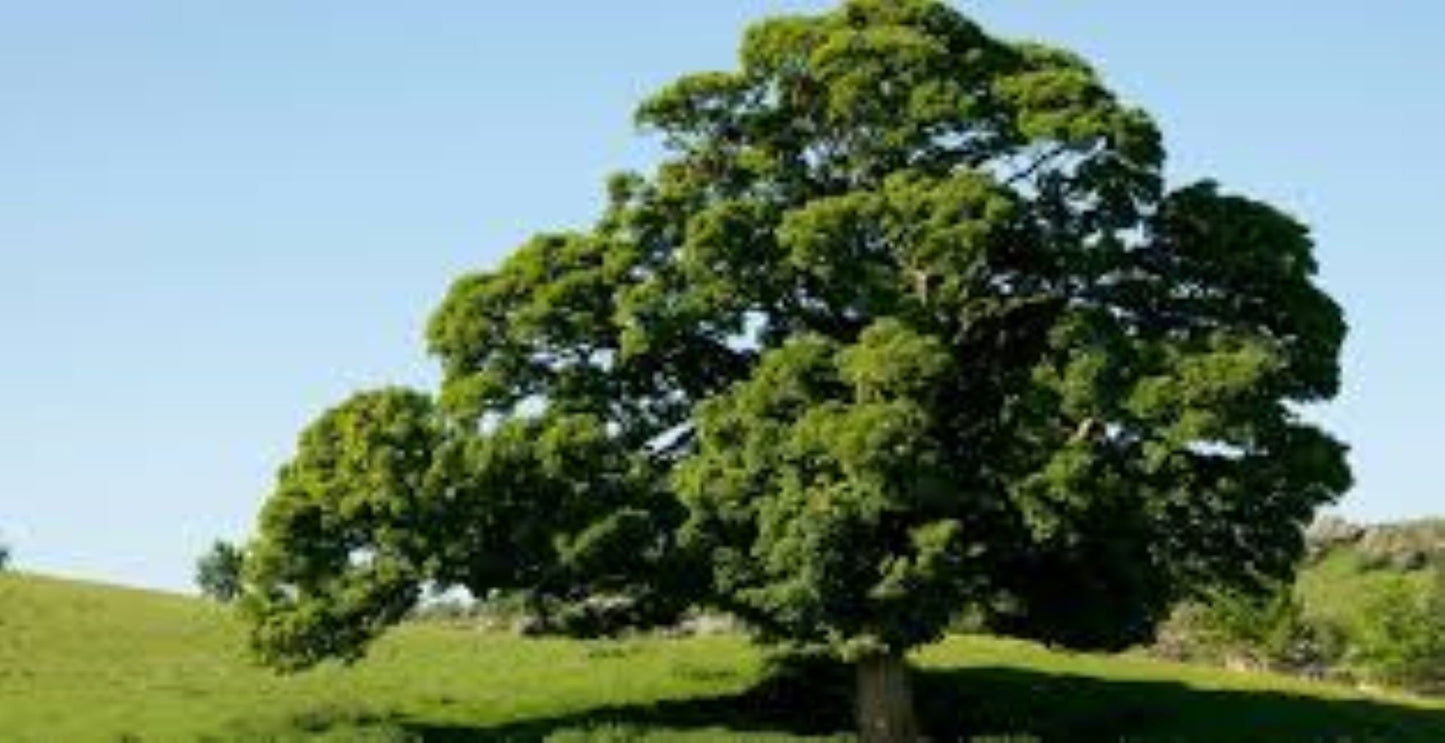 Organic Oak Bark (quercus robur)