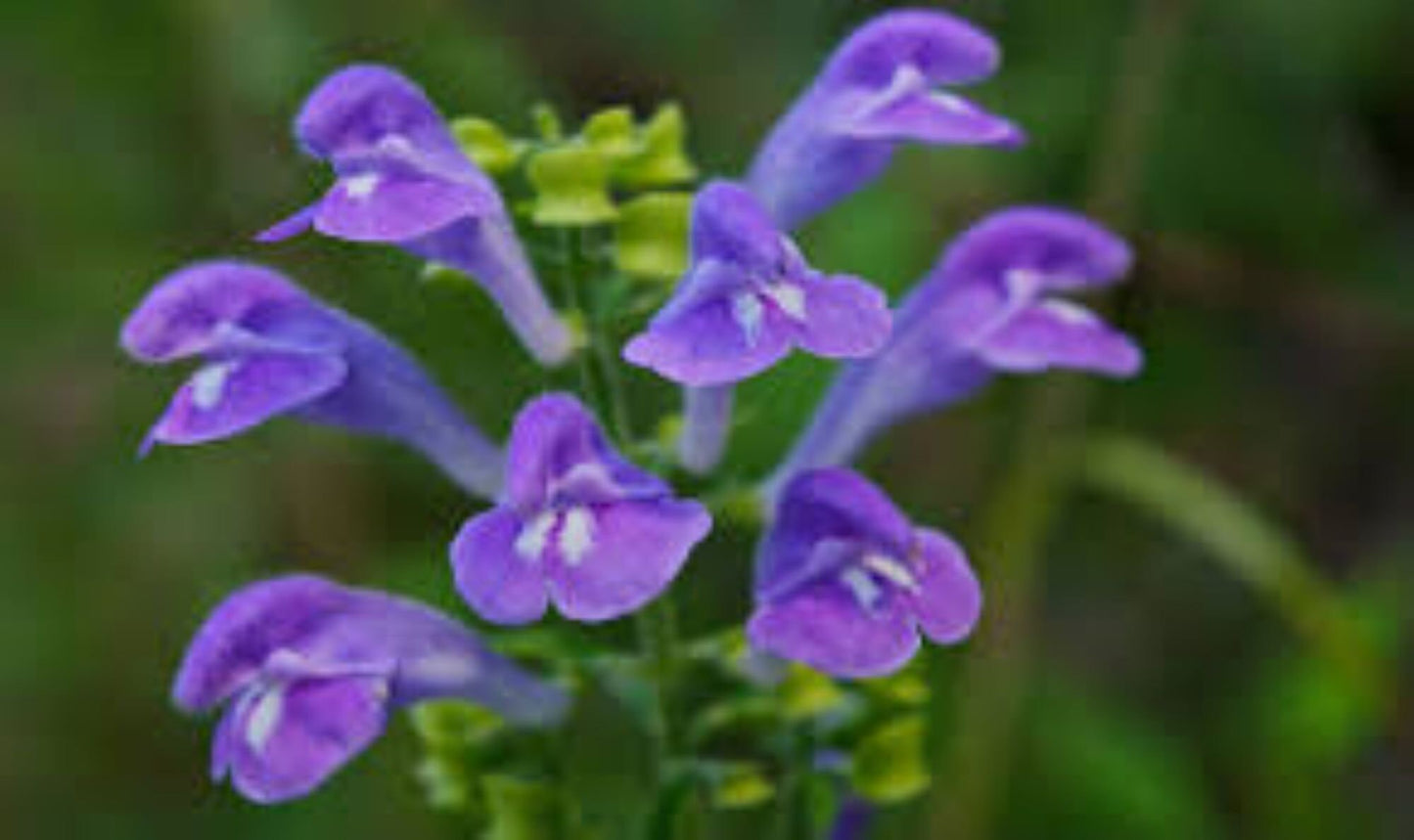 Organic Skullcap (scutellaria lateriflora)