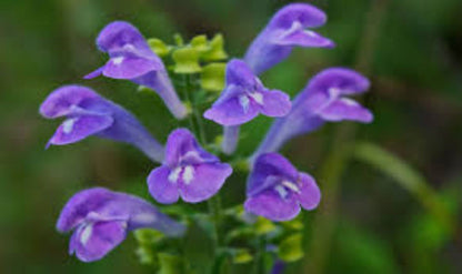 Organic Skullcap (scutellaria lateriflora)