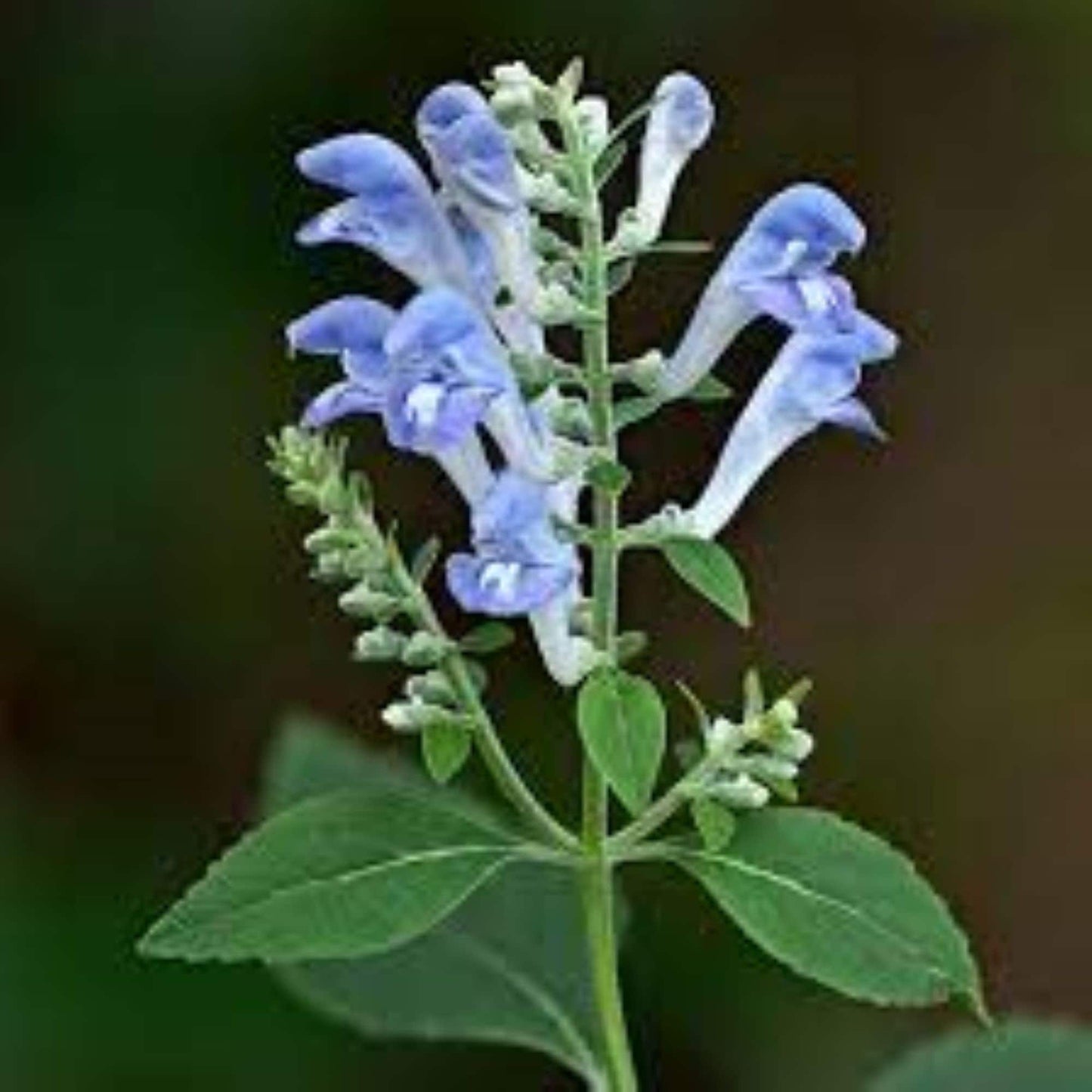 Organic Skullcap (scutellaria lateriflora)