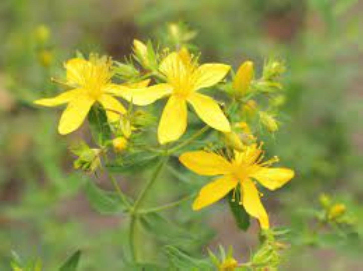 Organic St John's Wort (hypericum perforatum)