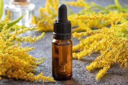 Organic Goldenrod (solidago virgaurea)