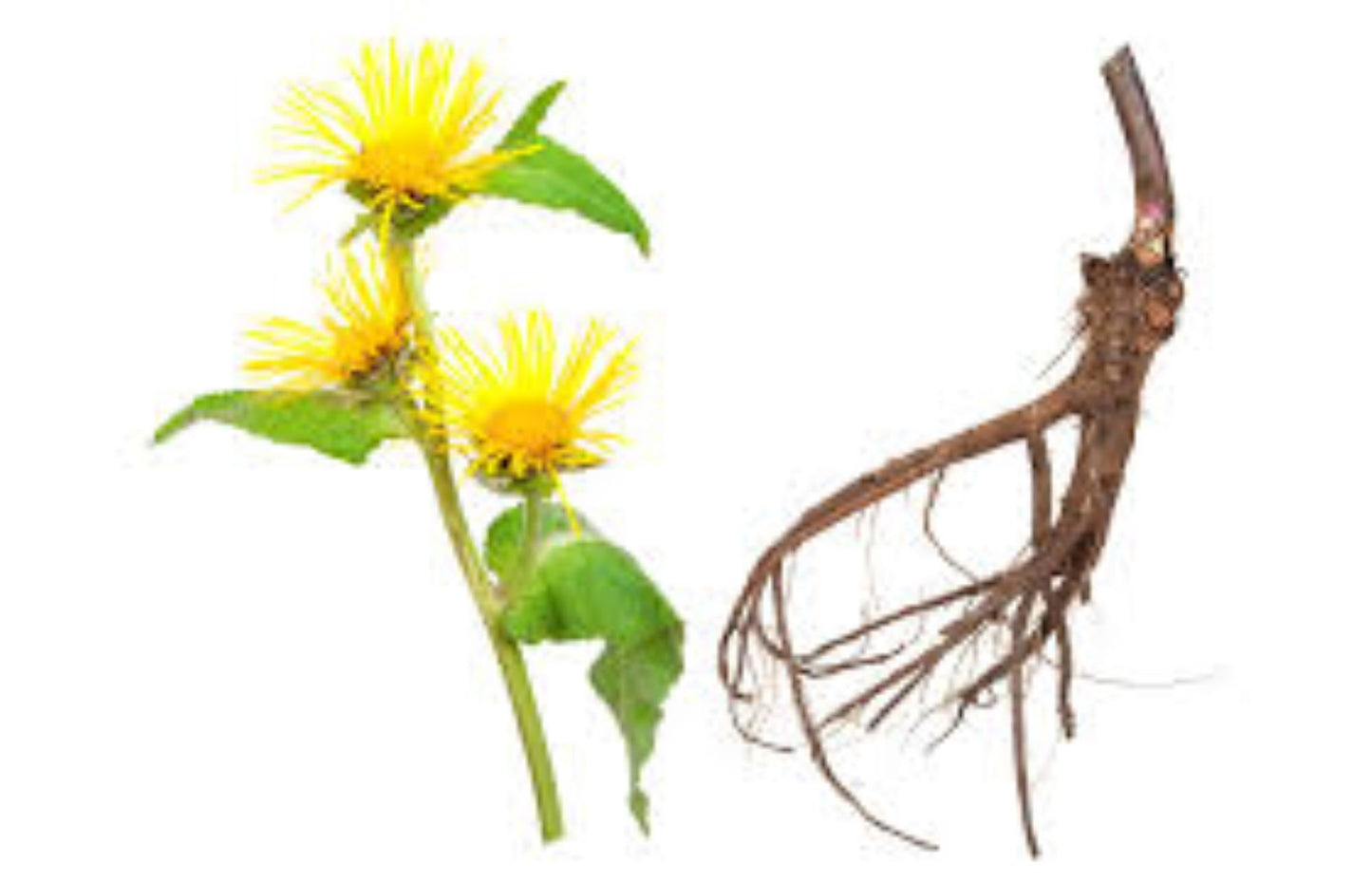 Organic Elecampane (inula helenium)