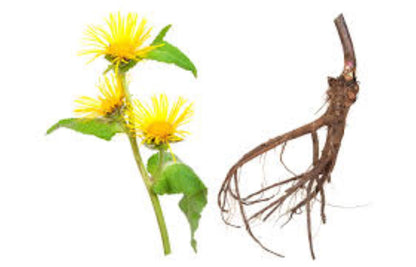 Organic Elecampane (inula helenium)