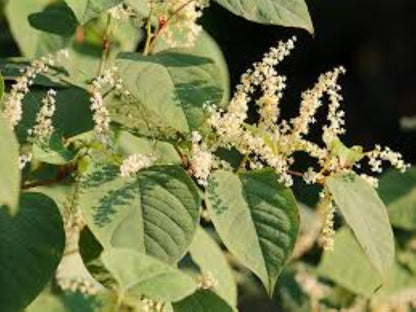 Organic White Willow Bark (salix alba)