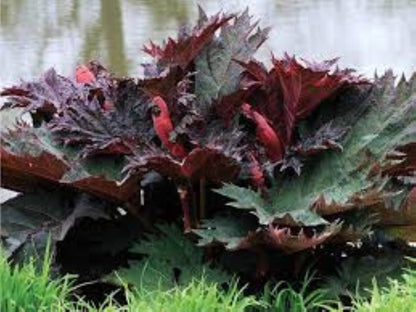 Organic Chinese Rhubarb Root (rheum palmatum)