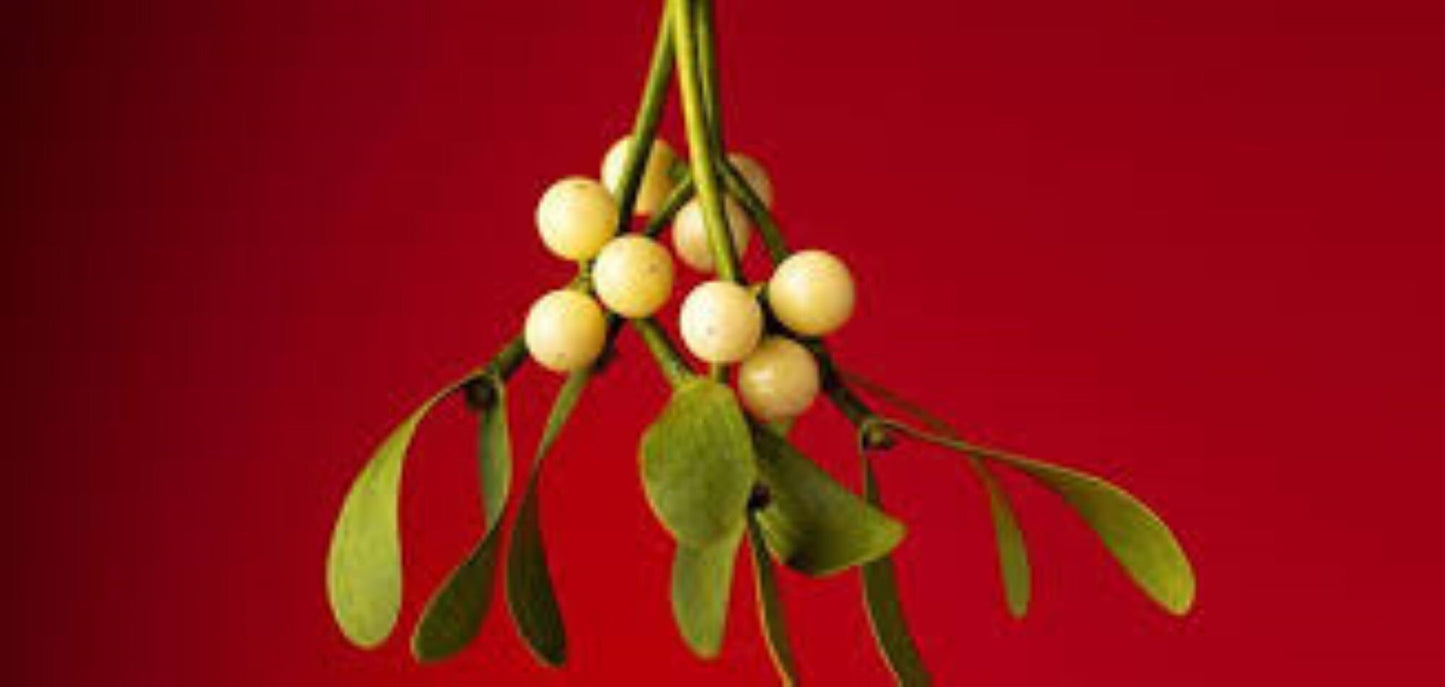 Organic Mistletoe (Viscum album)