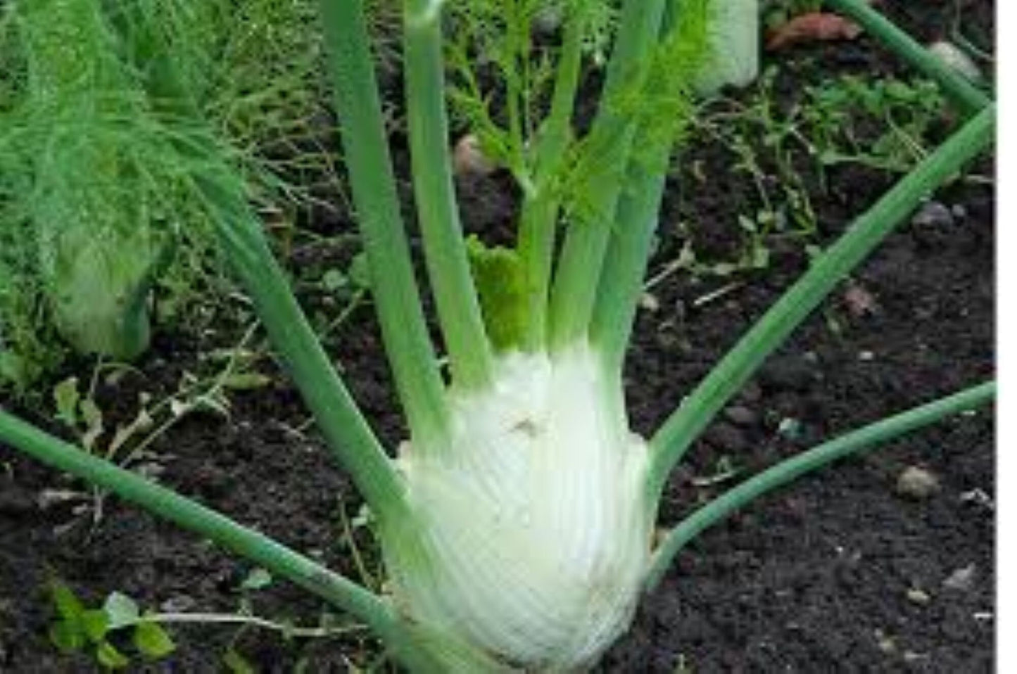 Organic Fennel Seeds (Foeniculum vulgare)