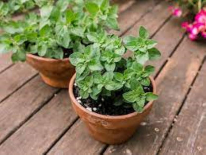 Organic Oregano (Origanum spp.)