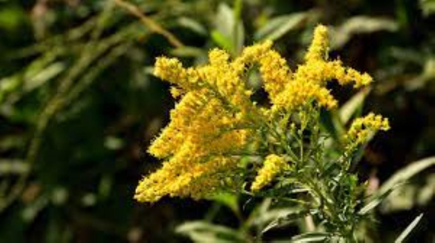 Organic Goldenrod (solidago virgaurea)