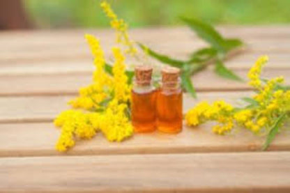 Organic Goldenrod (solidago virgaurea)