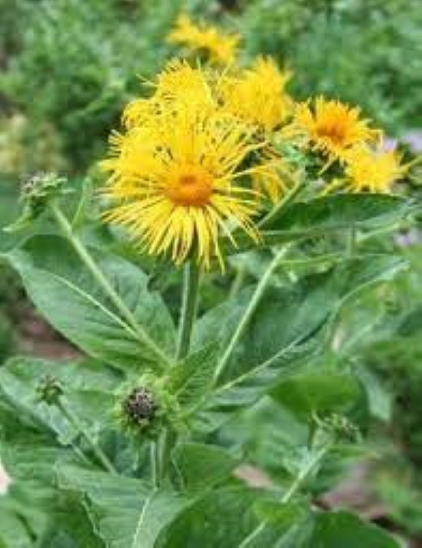 Organic Elecampane (inula helenium)