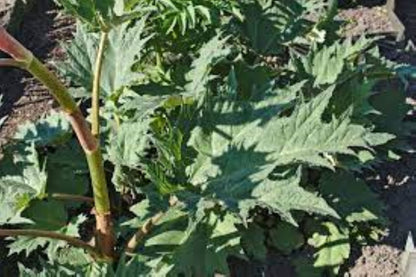 Organic Chinese Rhubarb Root (rheum palmatum)